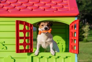 Hund schaut  fröhlich mit Knochen im Maul aus Fenster eines bunten Spielhauses in einem Garten