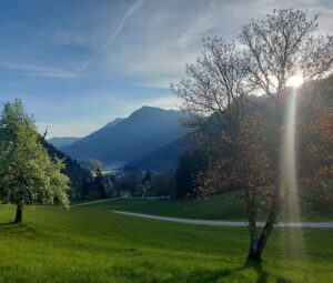 Baum auf grüner Wiese. Im Hintergrund die Berge. Die Strahlen der aufgehenden Sonne brechen durch den Baum.